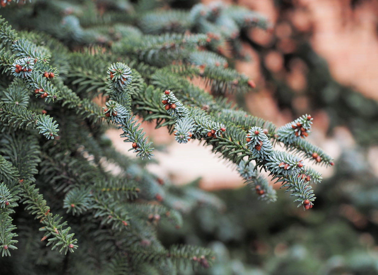 Abies pinsapo (rights holder: HermannFalkner/sokol)