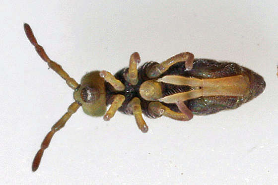 Image of Hydroisotoma schaefferi (Krausbauer 1898)