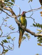 Image of Great Green Macaw
