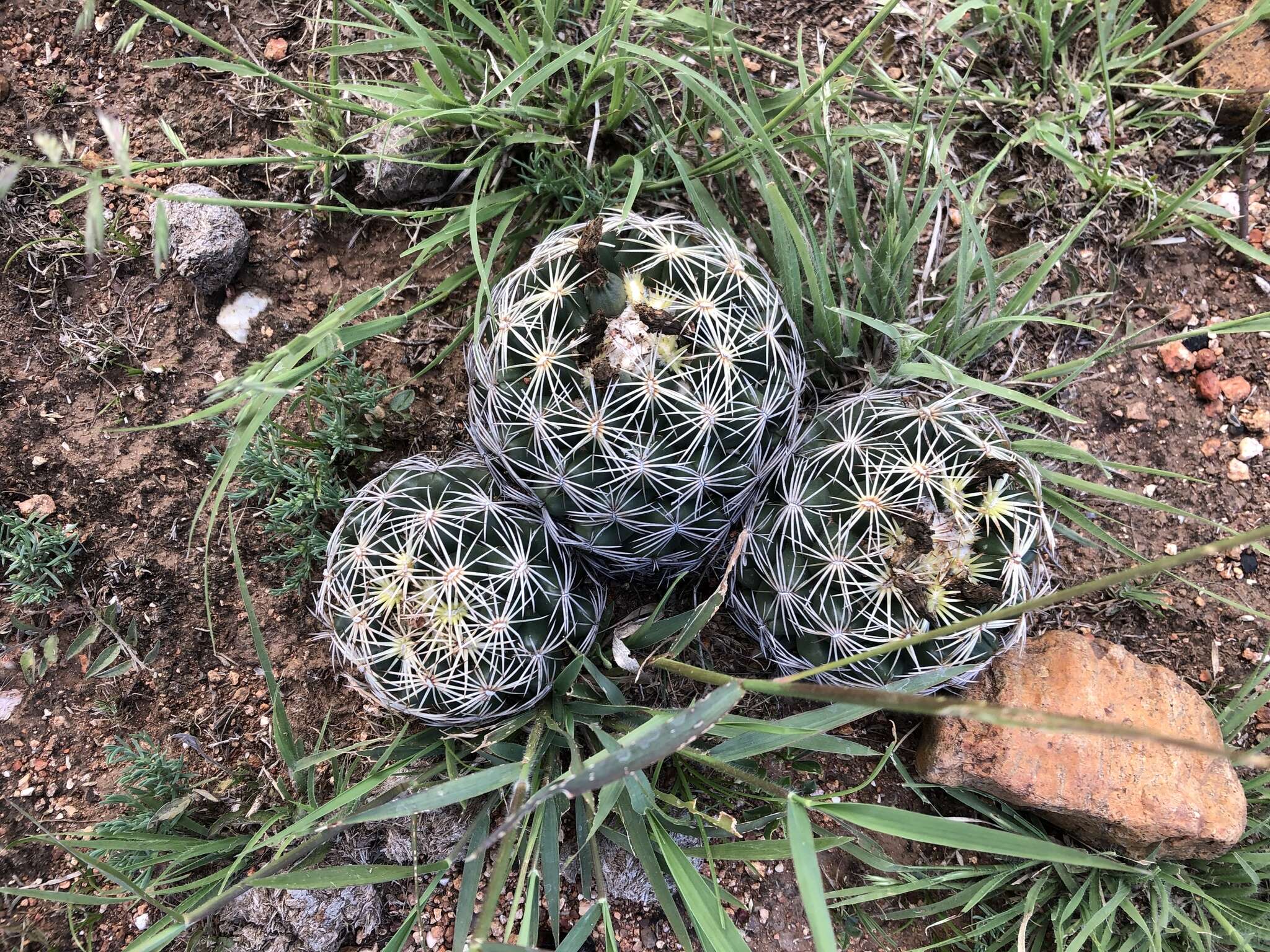 Image of Chihuahuan Foxtail Cactus