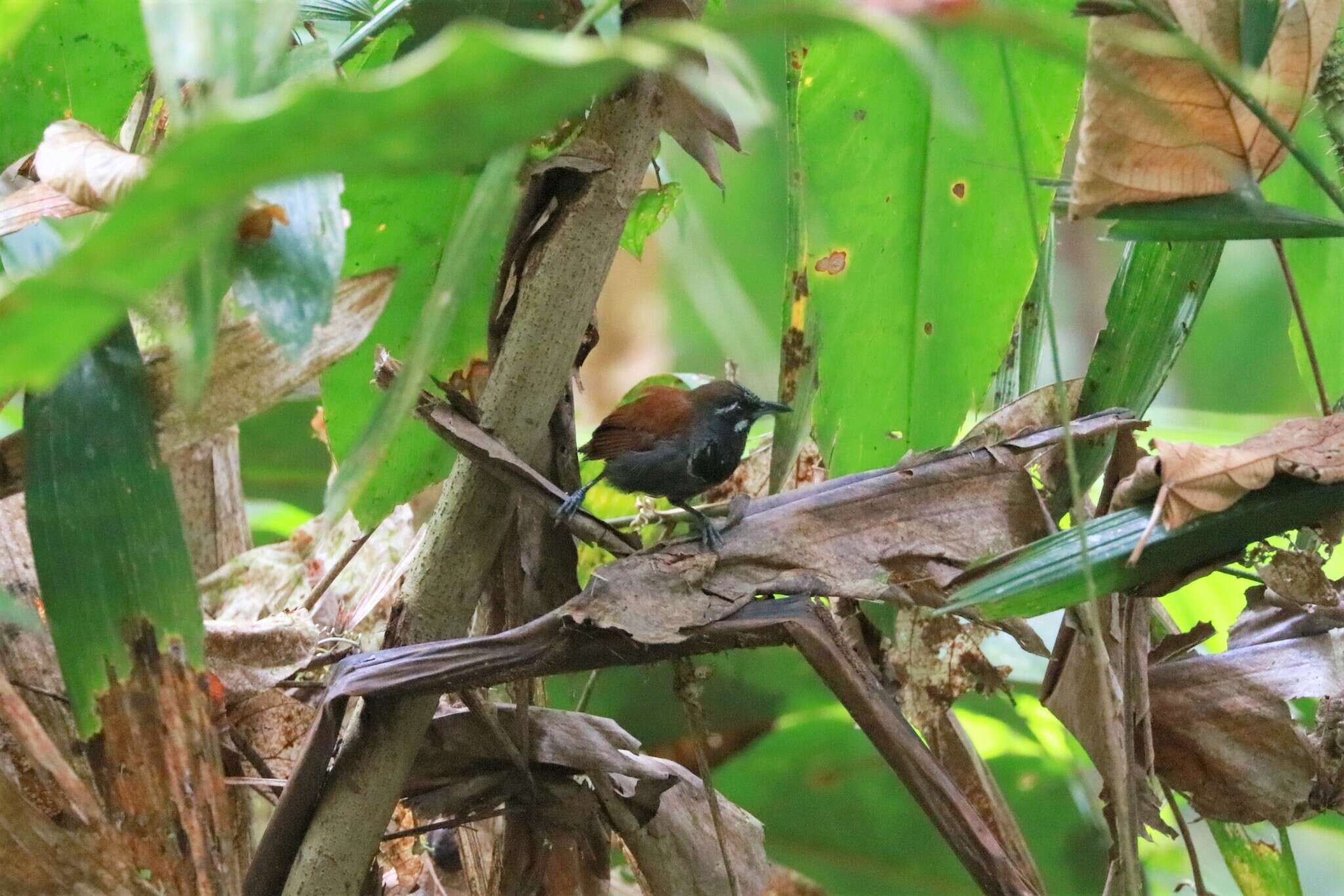 Stachyris nigricollis (Temminck 1836) resmi