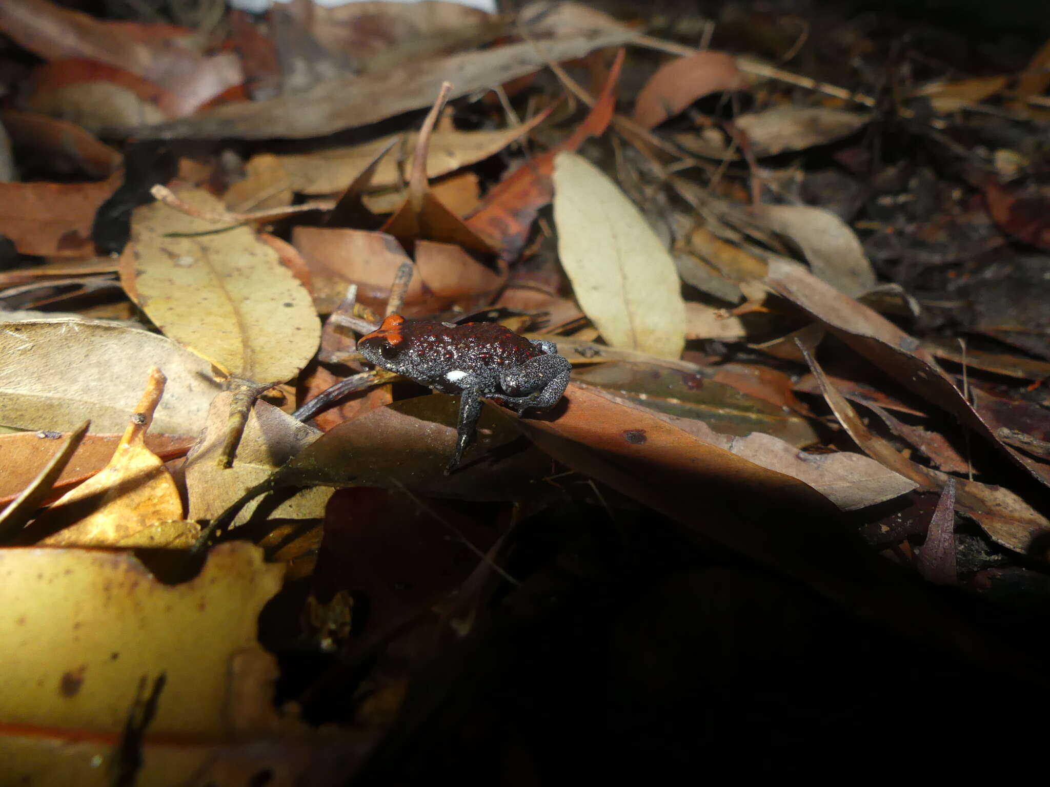 صورة Pseudophryne australis (Gray 1835)