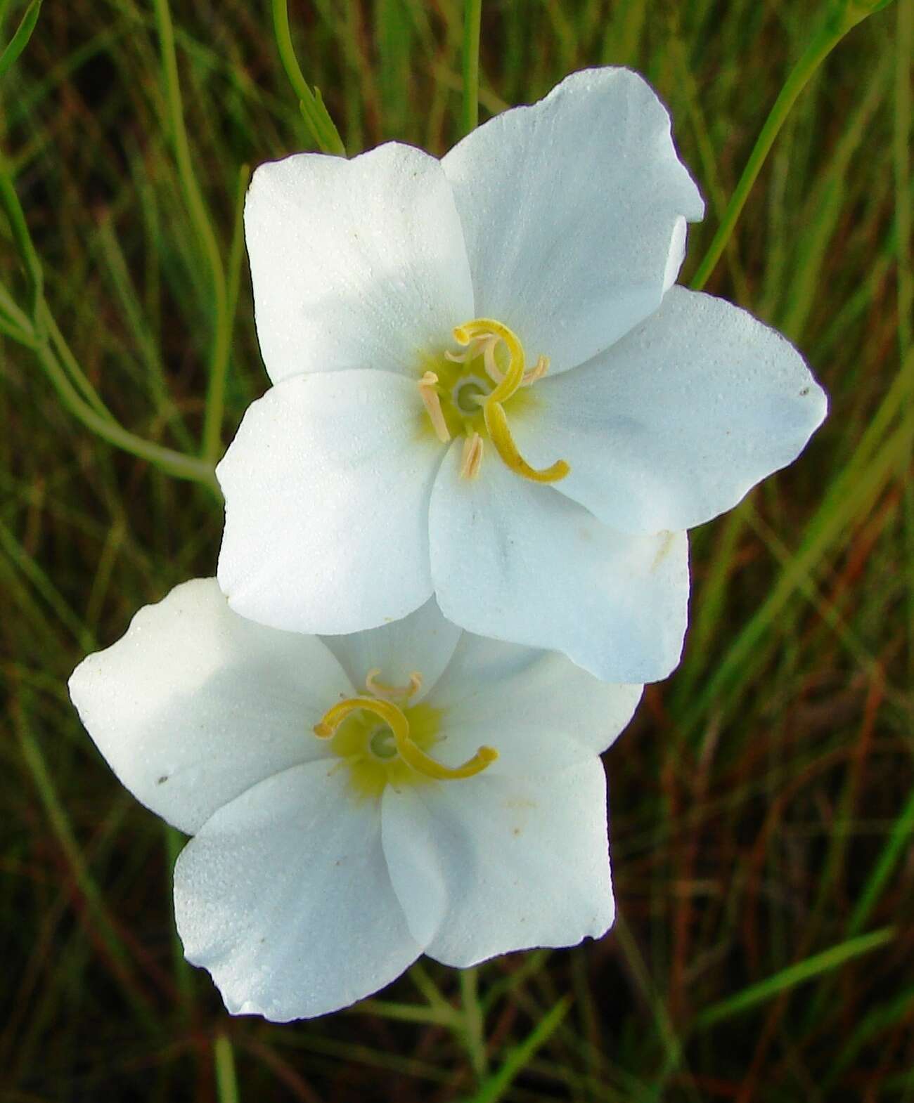 Image of largeflower rose gentian