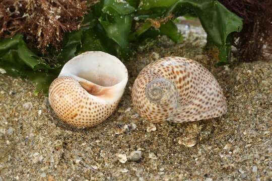 Image of fly-speck moonsnail