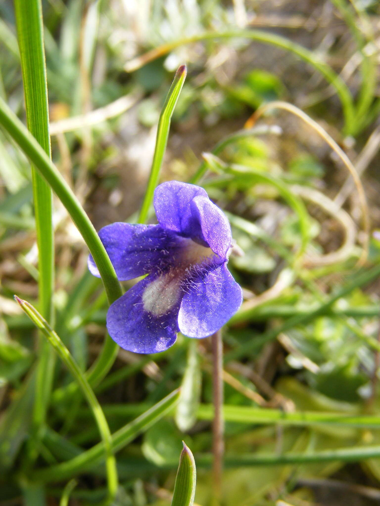 Image of Pinguicula balcanica Casper