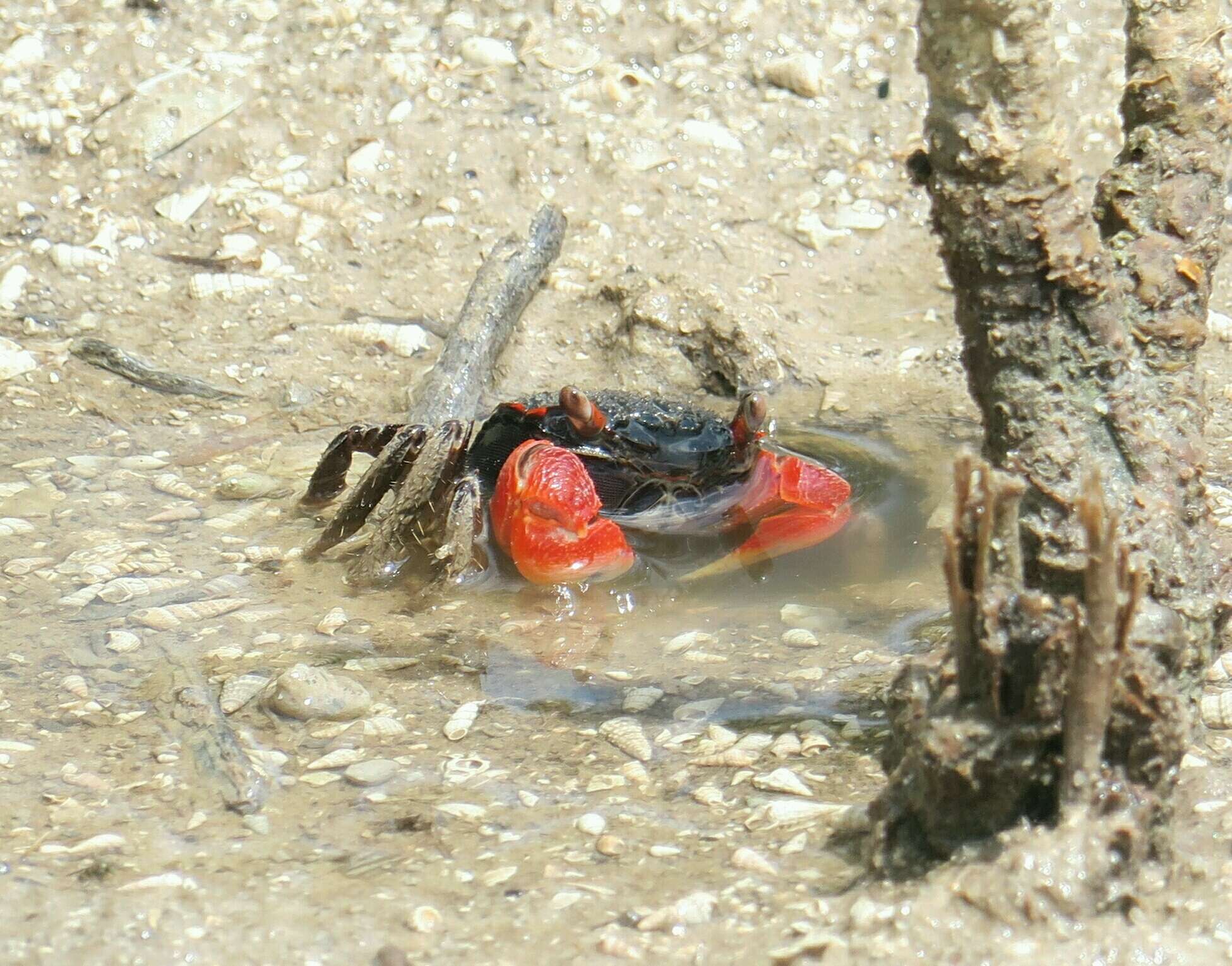 Image of East African red mangrove crab