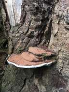 Image of Ganoderma australe (Fr.) Pat.