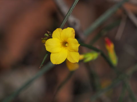 Image of winter jasmine