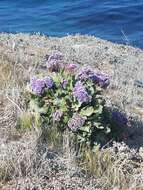 Imagem de Limonium perezii (Stapf) F. T. Hubbard ex L. H. Bailey