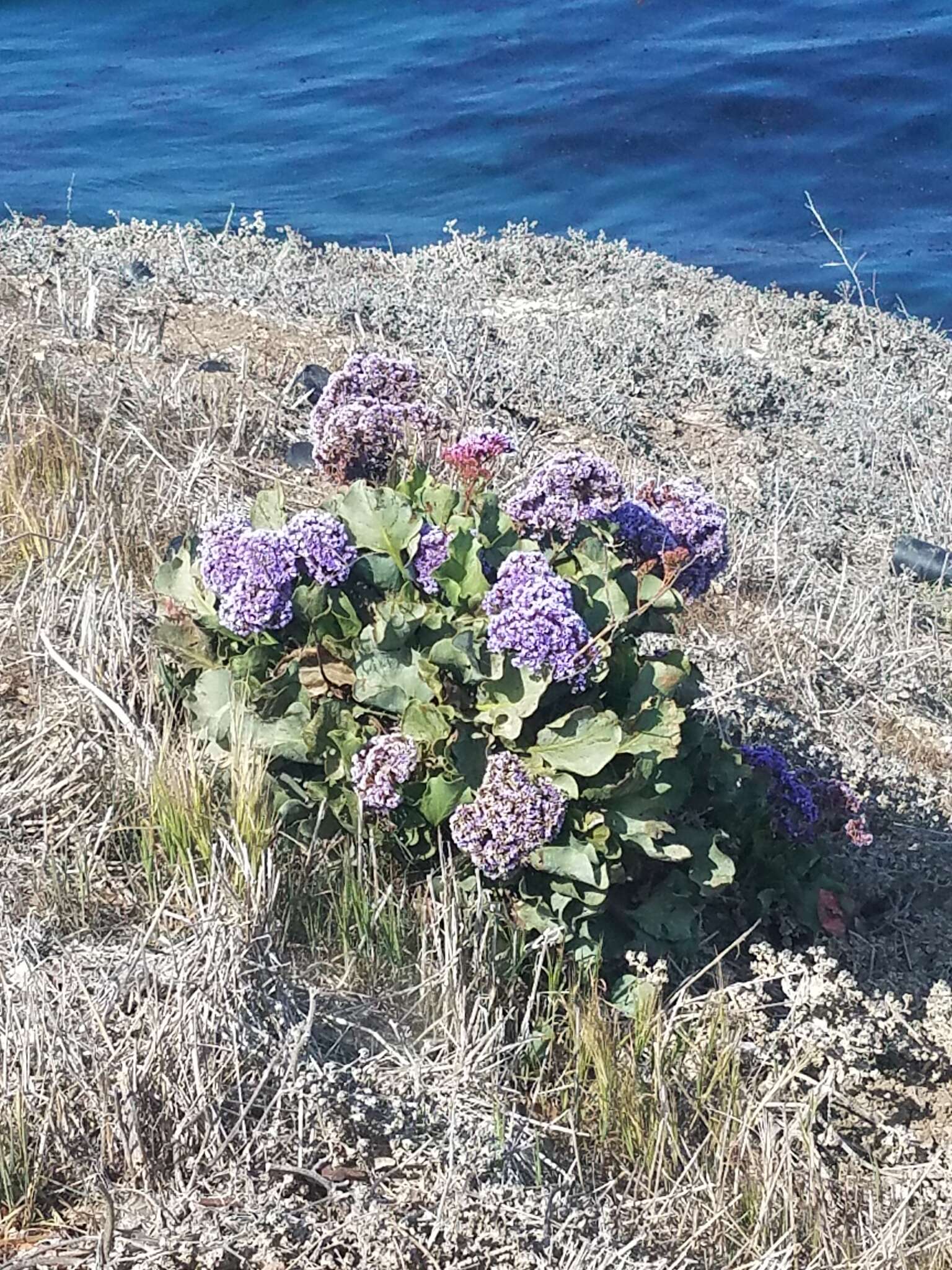 Imagem de Limonium perezii (Stapf) F. T. Hubbard ex L. H. Bailey