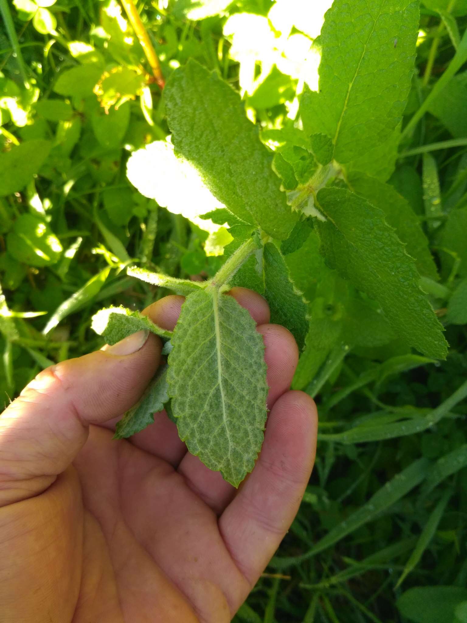 Image of Apple Mint