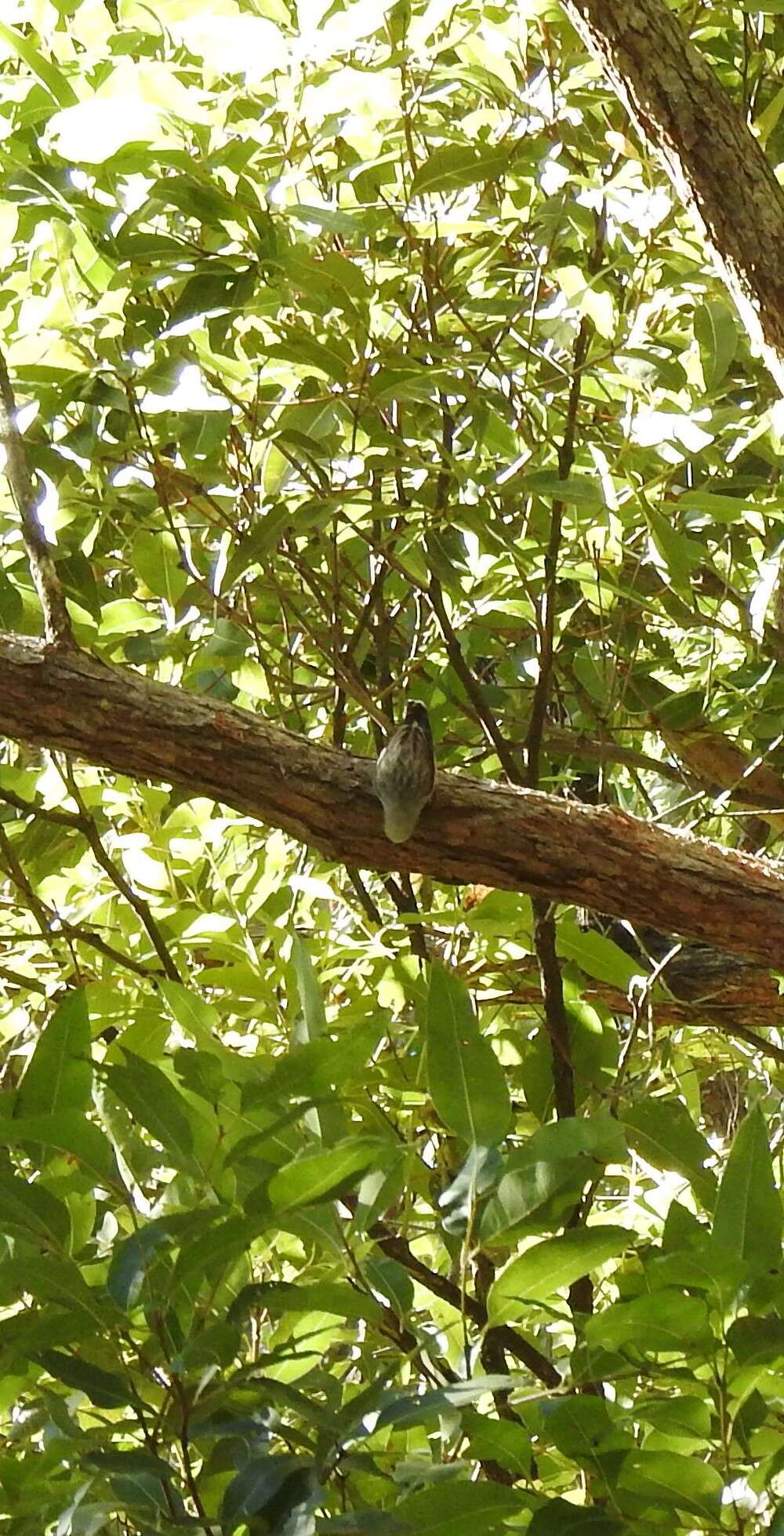 Image of Daphoenositta chrysoptera leucocephala (Gould 1838)