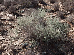 Image of Asparagus capensis var. capensis