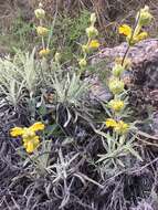 Image of Phlomis lychnitis L.