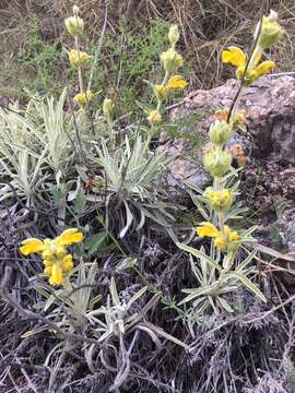 Image of Phlomis lychnitis L.