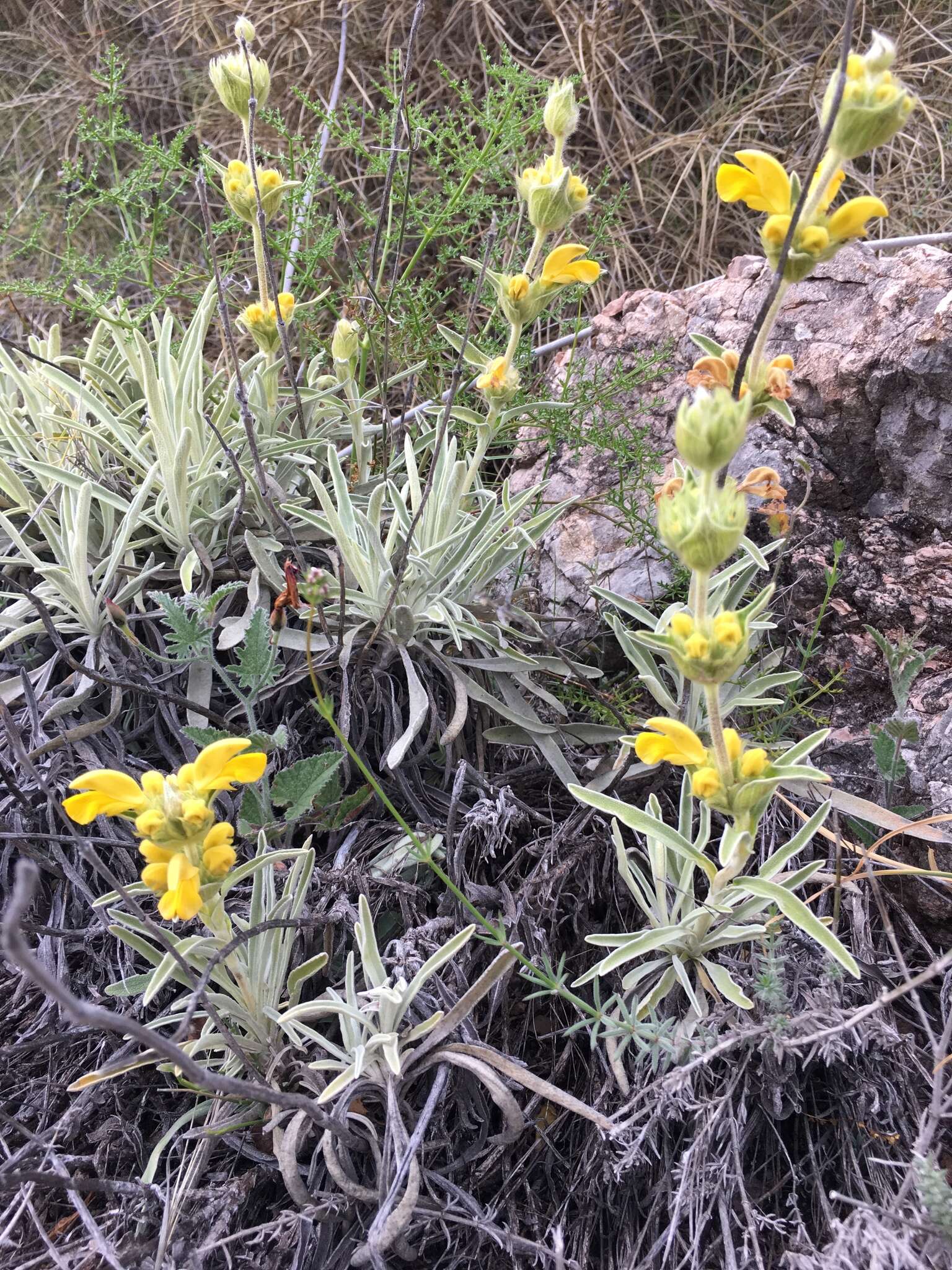 Image of Phlomis lychnitis L.