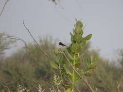 Image of Eastern Pied Wheatear