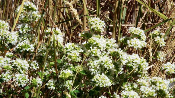 Image of oregano