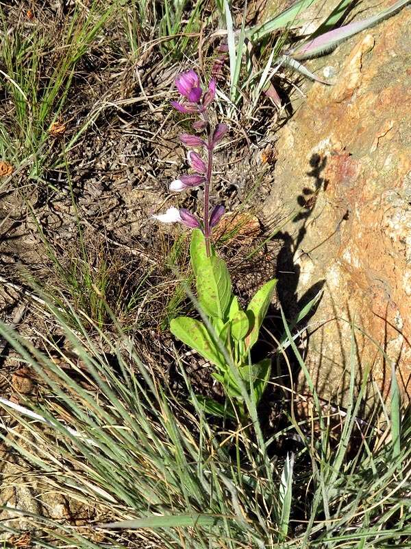 Imagem de Syncolostemon foliosus (S. Moore) D. F. Otieno