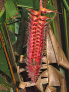 Image of Heliconia mariae Hook. fil.