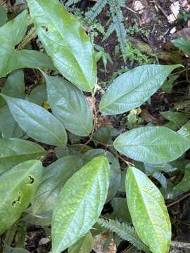 Image of Caracas pepper