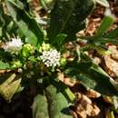 Image of Leucocera sessiliflora (Phil.) S. Denham & Pozner