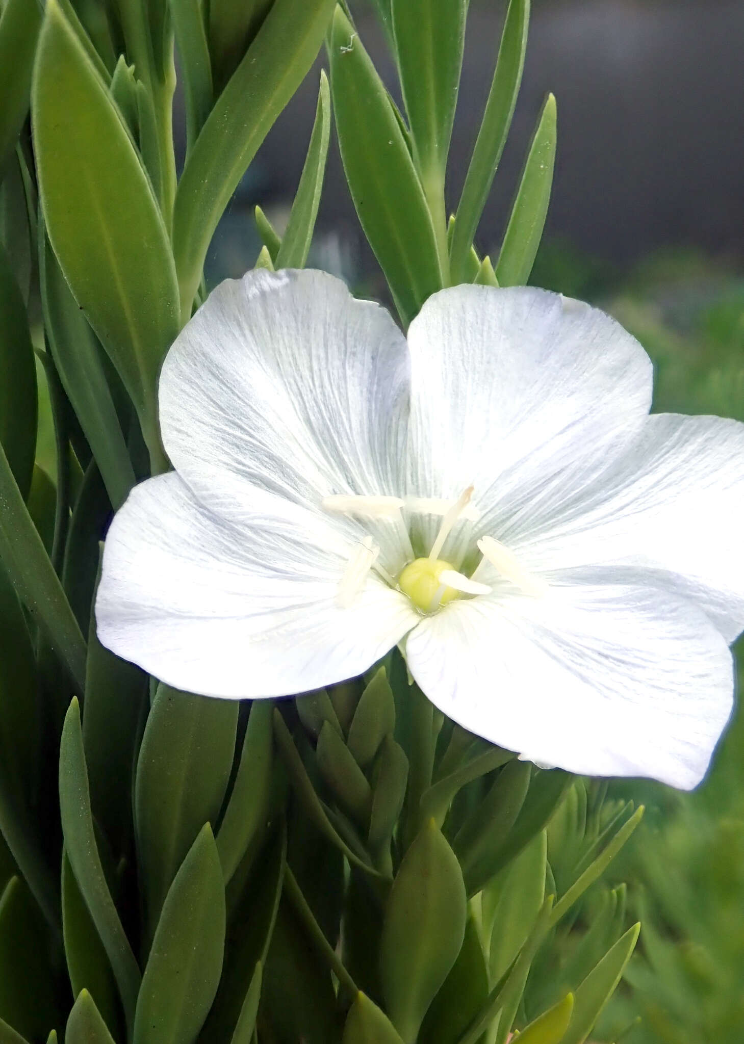 Image of Linum monogynum var. chathamicum Cockayne