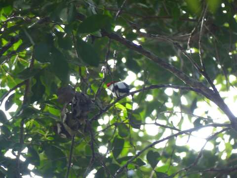 Image of Araripe Manakin