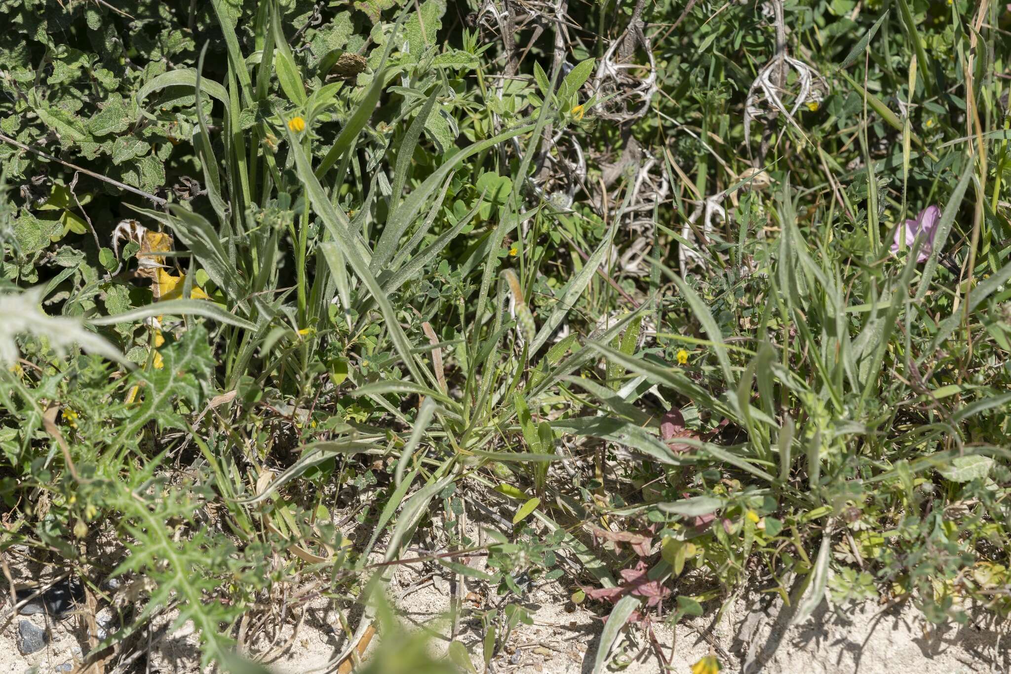 Plantago albicans L. resmi