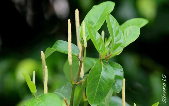 Image of Piper tuberculatum Jacq.