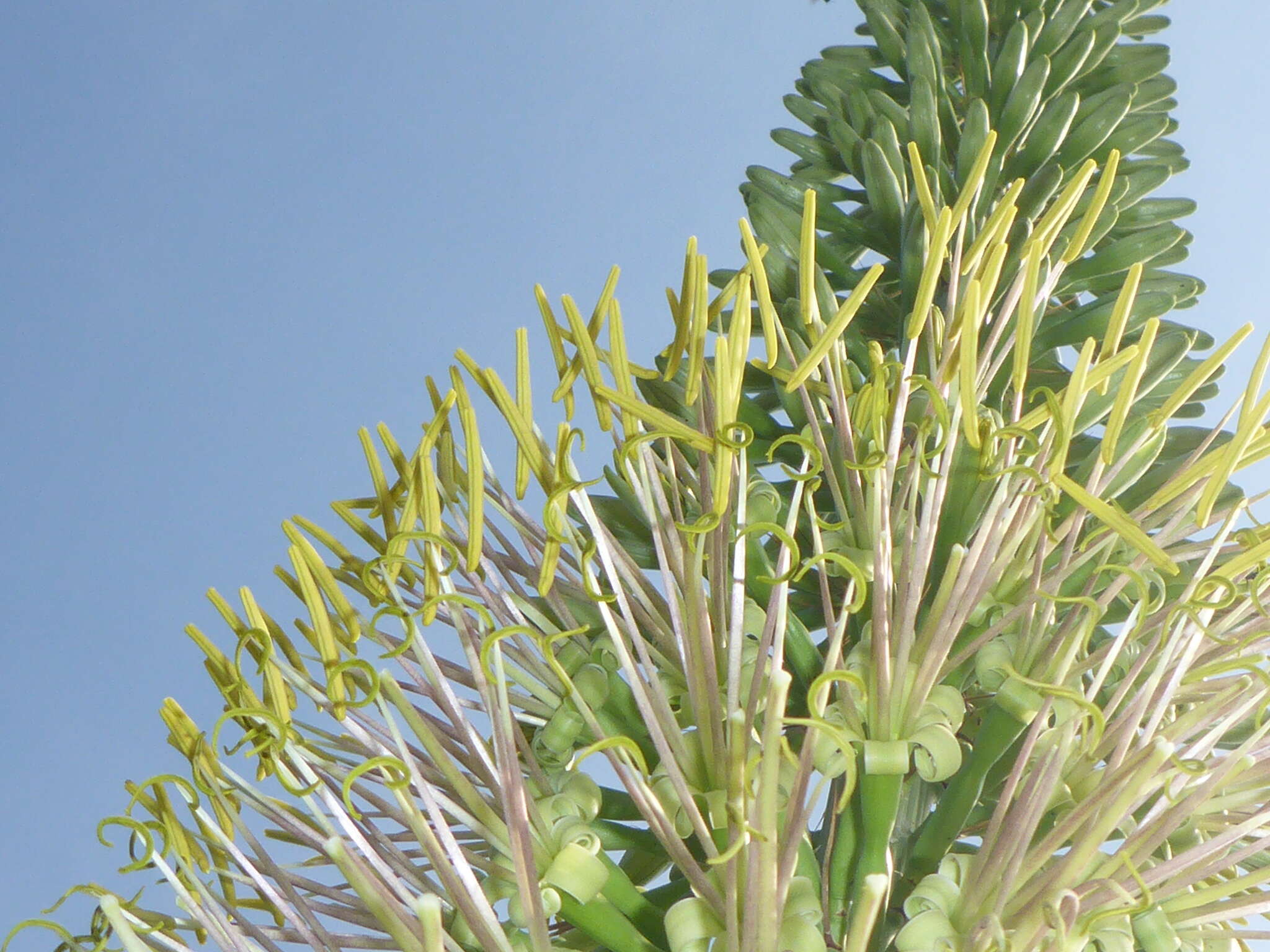 Image of Agave ortgiesiana (Baker) Trel.