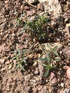 Image of Sonoran chinchweed