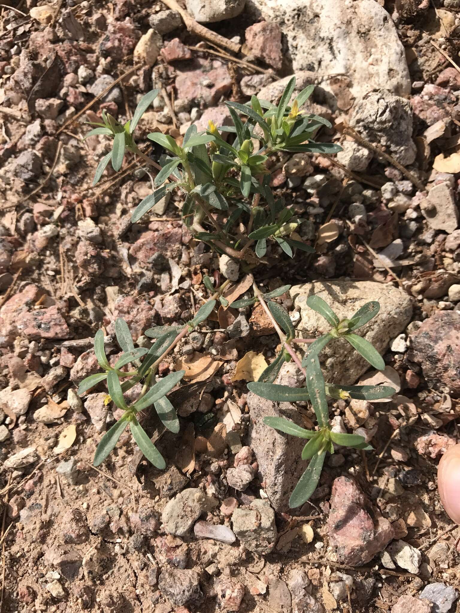 Image of Sonoran chinchweed