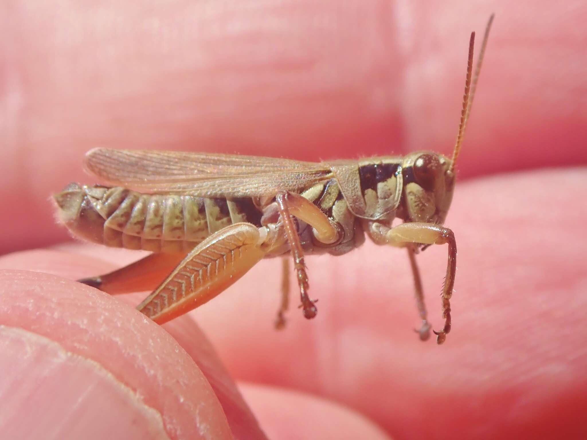 Слика од Melanoplus borealis (Fieber 1853)