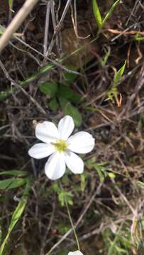 Image of California fairypoppy