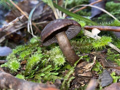 Image of Hygrocybe keithgeorgei (G. Stev.) E. Horak 1971