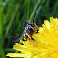 Cerceris rybyensis (Linnaeus 1771) resmi