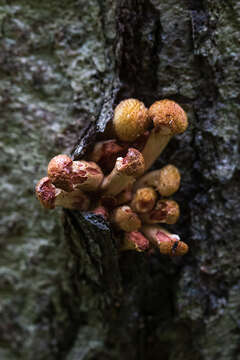 Image of Armillaria borealis Marxm. & Korhonen 1982