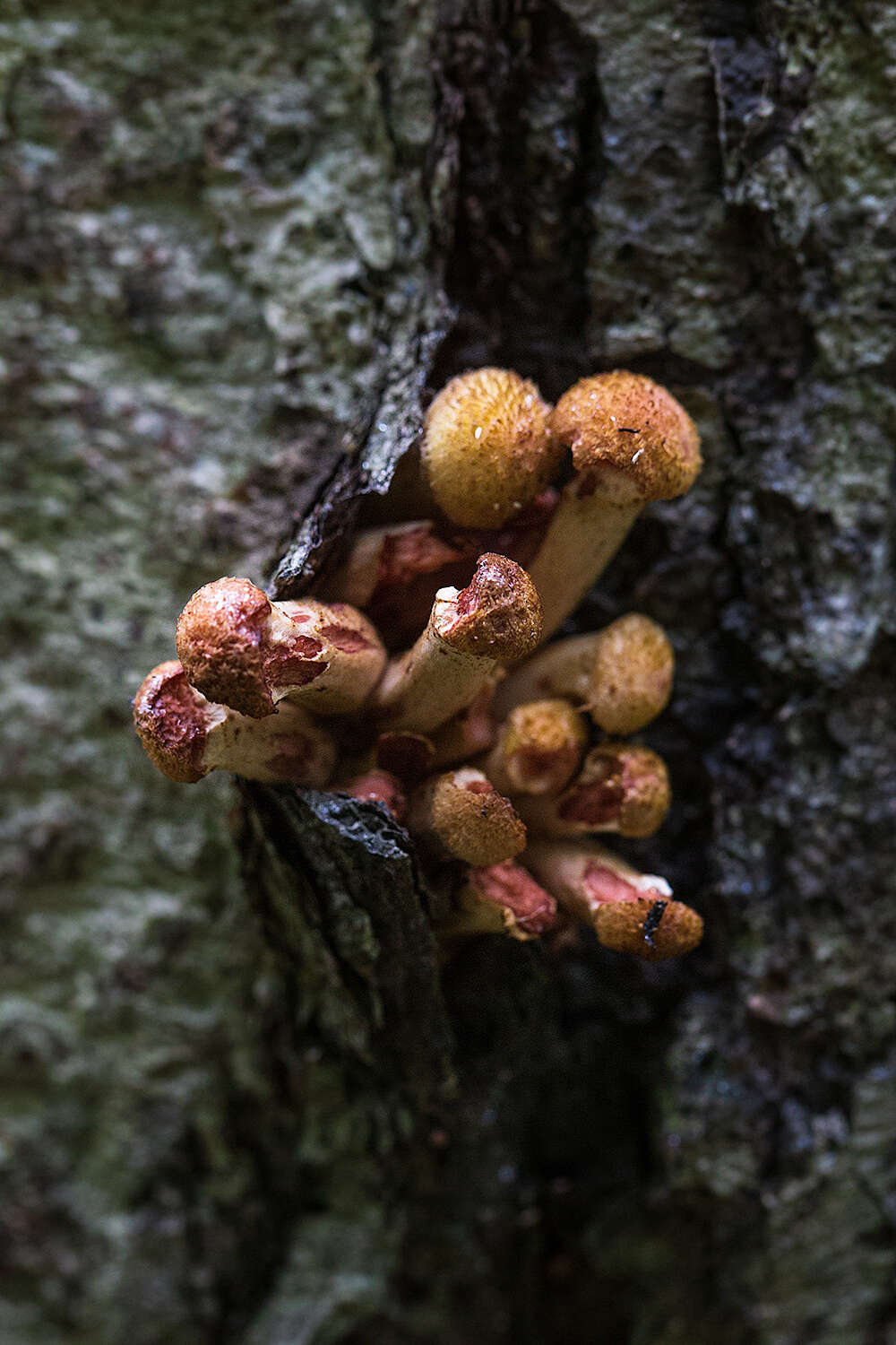 Слика од Armillaria borealis Marxm. & Korhonen 1982