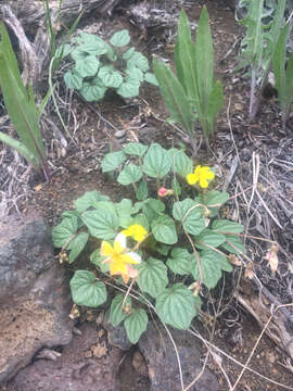 Image of Goosefoot Violet