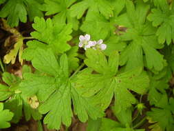 Image of Australasian geranium