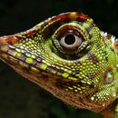 Image of Borneo Anglehead Lizard