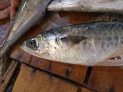 Image of Atlantic Chub Mackerel