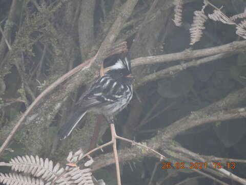 Image of Black-crested Tit-Tyrant