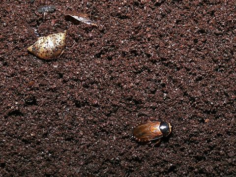 Image of Burrowing cockroach