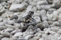 Слика од Cicindela (Cicindelidia) willistoni echo Casey 1897