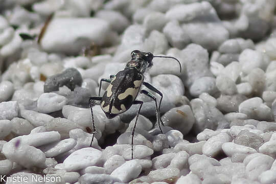 Image of Cicindela (Cicindelidia) willistoni echo Casey 1897