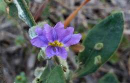 Image of Dampiera lanceolata var. intermedia M. T. M. Rajput & R. C. Carolin