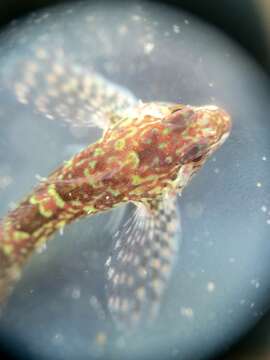 Image of Prickly sculpin