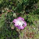 Image of Ipomoea orizabensis var. novogaliciana J. A. Mc Donald